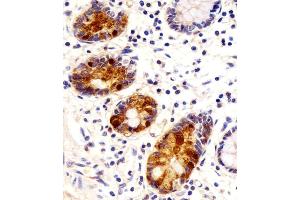 Antibody staining REG3G in human small intestine sections by Immunohistochemistry (IHC-P - paraformaldehyde-fixed, paraffin-embedded sections). (REG3g antibody  (AA 89-116))
