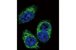 Confocal immunofluorescent analysis of TGFB2 Antibody (ABIN659106 and ABIN2838086) with A549 cell followed by Alexa Fluor® 488-conjugated goat anti-mouse lgG (green). (TGFB2 antibody)