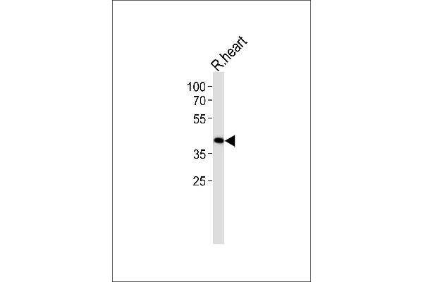 TOMM40L antibody  (N-Term)