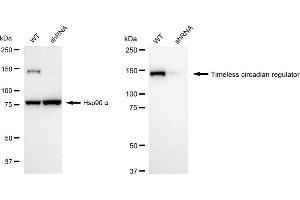 Western blotting analysis using timeless circadian regulator antibody (ABIN7800558).