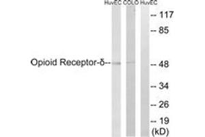 Western blot analysis of extracts from HuvEc/COLO205 cells, using Opioid Receptor-delta (Ab-363) Antibody.