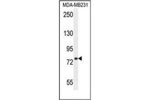 Western blot analysis of SORBS1 / Ponsinin Antibody in MDA-MB231 cell line lysates (35ug/lane). (SORBS1 antibody  (Middle Region))