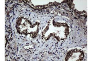 Image no. 1 for anti-Jun Proto-Oncogene (JUN) antibody (ABIN1498936) (C-JUN antibody)