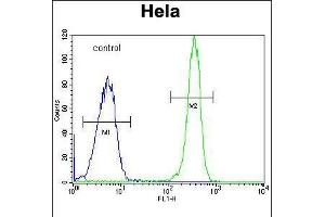 Flow cytometric analysis of Hela cells (right histogram) compared to a negative control cell (left histogram). (COL4a2 antibody  (N-Term))