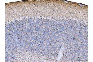 IHC analysis of EAAT1/SLC1A3 using anti-EAAT1/SLC1A3 antibody (ABIN7602879).