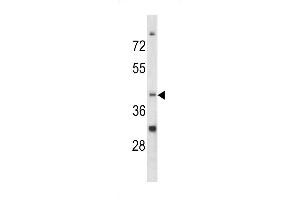 Western blot analysis of CCRN4L antibody in K562 cell line lysates (35ug/lane) (CCRN4L antibody  (C-Term))