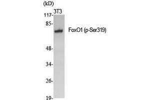 Western Blot (WB) analysis of specific cells using Phospho-FoxO1 (S319) Polyclonal Antibody. (FOXO1 antibody  (pSer319))
