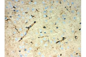 Anti- Peroxiredoxin 1 Picoband antibody, IHC(P) IHC(P): Mouse Brain Tissue (Peroxiredoxin 1 antibody  (Middle Region))