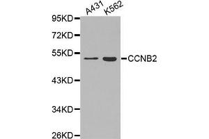 Western blot analysis of extracts of various cell lines, using CCNB2 antibody. (Cyclin B2 antibody  (AA 1-100))