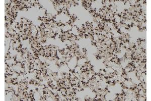 ABIN6272928 at 1/100 staining Rat lung tissue by IHC-P. (Ribonuclease H1 antibody  (Internal Region))