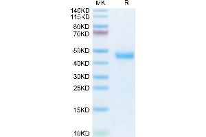 Mouse Kallikrein 5 on Tris-Bis PAGE under reduced condition. (Kallikrein 5 Protein (KLK5) (AA 30-293) (His tag))