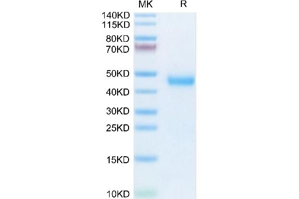 Kallikrein 5 Protein (KLK5) (AA 30-293) (His tag)