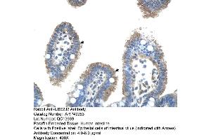 Human Intestine (UBE2J2 antibody  (C-Term))