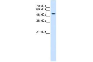 WB Suggested Anti-KRT8 Antibody Titration:  0. (KRT8 antibody  (N-Term))