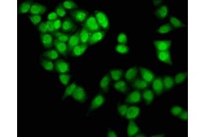 Immunofluorescence staining of Hela cells with ABIN7161105 at 1:133, counter-stained with DAPI. (NDN antibody  (AA 1-98))