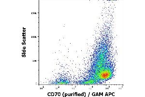 CD70 antibody