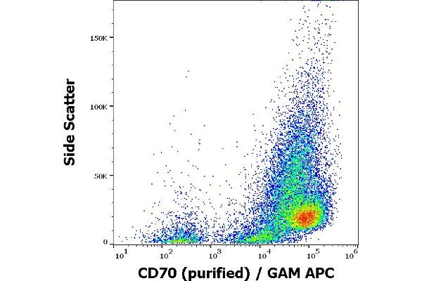 CD70 anticorps