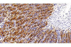 Detection of PGA in Rat Stomach Tissue using Polyclonal Antibody to Pepsinogen A (PGA) (Pepsinogen A antibody  (AA 16-387))