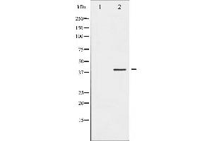 Western blot analysis of Fos phosphorylation expression in forskolin treated K562 whole cell lysates,The lane on the left is treated with the antigen-specific peptide. (c-FOS antibody  (pSer362))