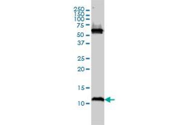 ATPase Inhibitory Factor 1 antibody  (AA 1-106)