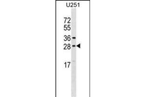 OSTF1 Antibody (N-term) (ABIN1539641 and ABIN2848748) western blot analysis in  cell line lysates (35 μg/lane).