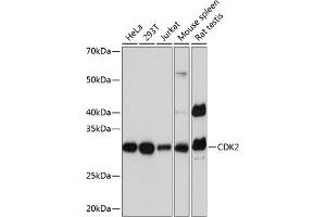 Western Blotting (WB) image for anti-Cyclin-Dependent Kinase 2 (CDK2) antibody (ABIN7266584)
