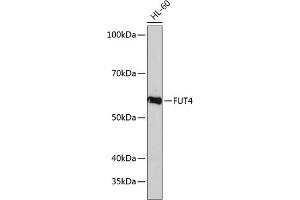 Western blot analysis of extracts of HL-60 cells, using FUT4 Polyclonal Antibody (ABIN7267274) at 1:1000 dilution. (CD15 antibody  (AA 200-300))