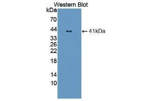 Western Blotting (WB) image for anti-Nuclear Factor kappa B (NFkB) (AA 47-372) antibody (ABIN1862963)