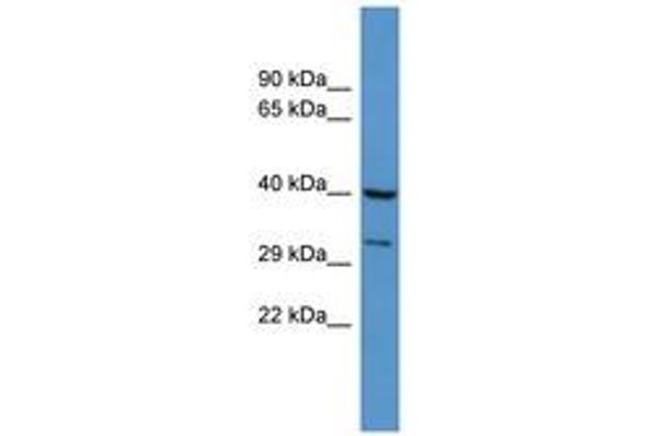 DUSP11 antibody  (AA 41-90)