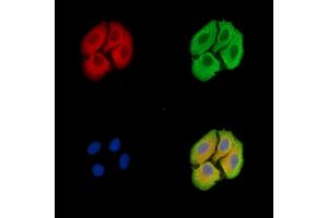ABIN7096484 and ABIN7100548 staining Hela cells by IF/ICC. (TMEM107 antibody)