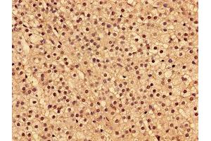 Immunohistochemistry of paraffin-embedded human adrenal gland tissue using ABIN7173954 at dilution of 1:100 (INPP5A antibody  (AA 1-409))