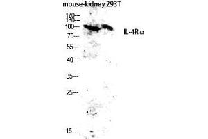 Western Blot (WB) analysis of Mouse Kidney 293T lysis using IL-4Ralpha antibody. (IL4 Receptor antibody  (Ser540))