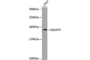 Western blot analysis of extracts of 293T cells, using IQG antibody (ABIN6128096, ABIN6142510, ABIN6142512 and ABIN6218480) at 1:1000 dilution. (IQGAP3 antibody  (AA 1437-1631))