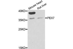Western blot analysis of extracts of various cell lines, using PEX7 antibody (ABIN2564489) at 1:1000 dilution. (PEX7 antibody)