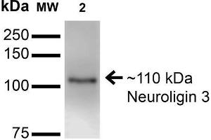 Western Blot analysis of Mouse Brain Membrane showing detection of ~110 kDa Neuroligin 3 protein using Mouse Anti-Neuroligin 3 Monoclonal Antibody, Clone S110-29 . (Neuroligin 3 antibody  (AA 730-848) (APC))