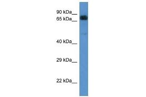 Western Blot showing ACAD9 antibody used at a concentration of 1 ug/ml against 721_B Cell Lysate (ACAD9 antibody  (C-Term))