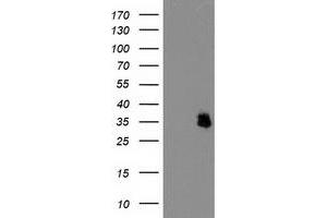Western Blotting (WB) image for anti-Interferon-Induced Protein 35 (IFI35) antibody (ABIN1498802) (IFI35 antibody)