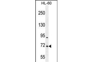 WDR93 Antibody (C-term) (ABIN655448 and ABIN2844978) western blot analysis in HL-60 cell line lysates (35 μg/lane). (WDR93 antibody  (C-Term))
