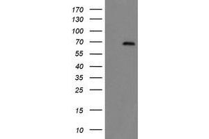 HEK293T cells were transfected with the pCMV6-ENTRY control (Left lane) or pCMV6-ENTRY ACBD3 (Right lane) cDNA for 48 hrs and lysed. (ACBD3 antibody)