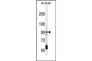 Western blot analysis of EXOC3L Antibody (EXOC3L1 antibody  (C-Term))