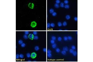 Immunofluorescence staining of fixed mouse splenocytes with anti-GITRL (Tumor necrosis factor ligand superfamily member 18) antibody YGL386. (Recombinant TNFSF18 antibody)