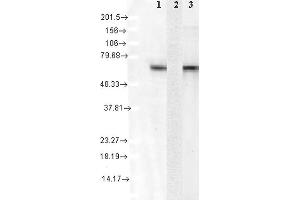Western Blot analysis of Human Cell lysates showing detection of Hsc70 protein using Mouse Anti-Hsc70 Monoclonal Antibody, Clone 1F2-H5 .