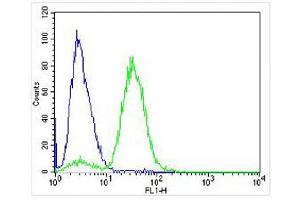 Overlay histogram showing Jurkat cells stained with (ABIN6242898 and ABIN6577958) (green line). (AVPR2 antibody  (C-Term))