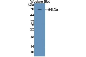 Figure. (CABIN1 antibody  (AA 23-288))