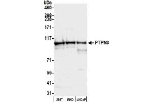 anti-Protein tyrosine Phosphatase, Non-Receptor Type 3 (PTPN3) (AA 175-225) antibody