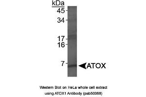 Image no. 1 for anti-ATX1 Antioxidant Protein 1 Homolog (ATOX1) antibody (ABIN363675) (ATOX1 antibody)
