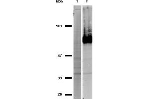 Western blotting analysis of CD44 in HeLa cells (positive, lane 2) and MOLT-4 cells (negative, lane 1) using anti-CD44 (IM7) purified, non-reducing conditions. (CD44 antibody)