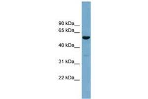 Image no. 1 for anti-Actin-Related Protein 10 Homolog (ACTR10) (AA 287-336) antibody (ABIN6744152)