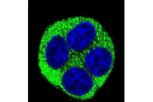 Confocal immunofluorescent analysis of NQO1 Antibody (Center) (ABIN391528 and ABIN2841484) with Hela cell followed by Alexa Fluor 488-conjugated goat anti-rabbit lgG (green). (NQO1 antibody  (AA 118-144))