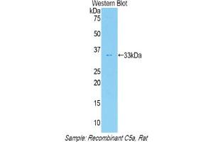 Detection of Recombinant C5a, Rat using Polyclonal Antibody to Complement Component 5a (C5a)